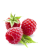 Berry